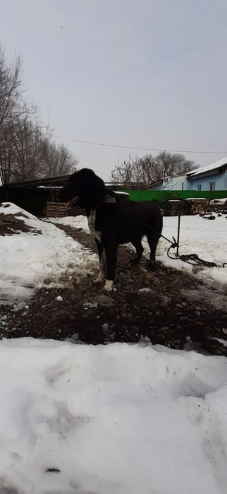 Күшік сатылады САО
