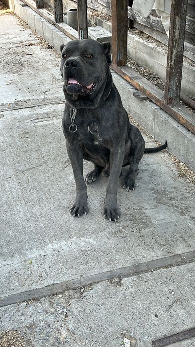 Пропала собака порода Кане корсо