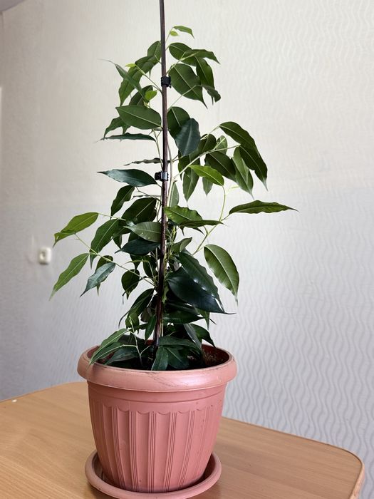 фикус Бенджамина