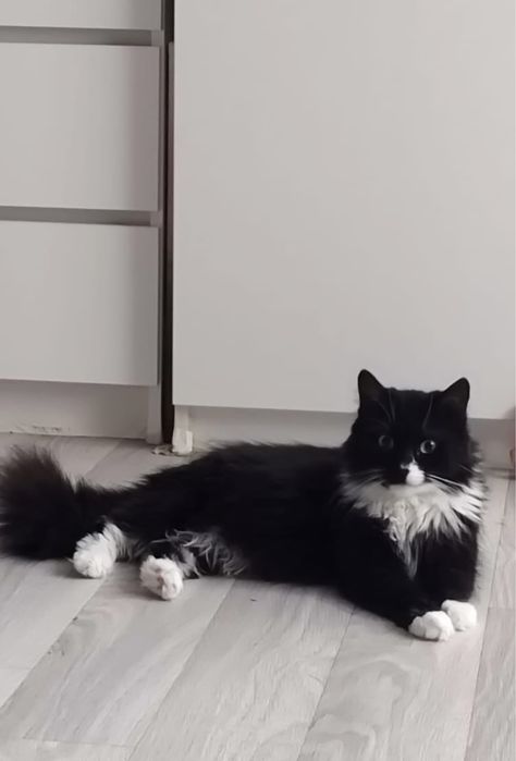 Кошка в добрую семью