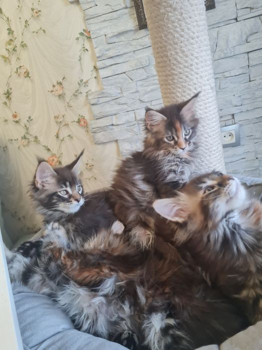 Мейн-кун котята чистопородные
