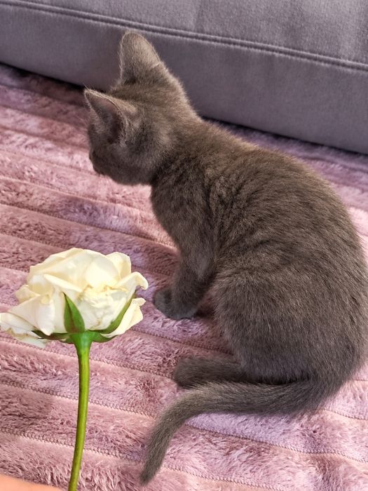 Котенок мальчик 2 месяца ищет себе семью
