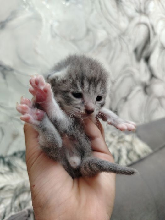 Продаются котята