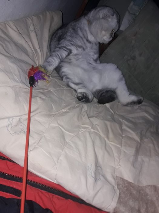 Шотландская кошка.