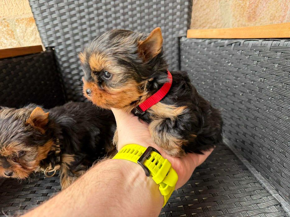 Мини Йоркширски териер