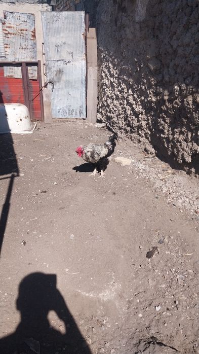Продаются петухи
