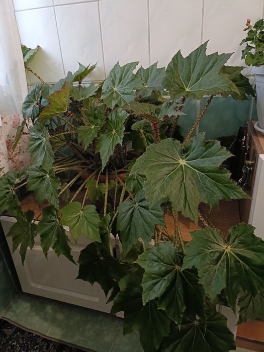 Комнатные домашние цветы