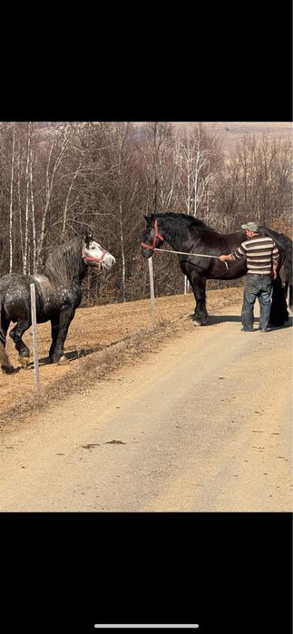 Vand sau schimb armasar sur