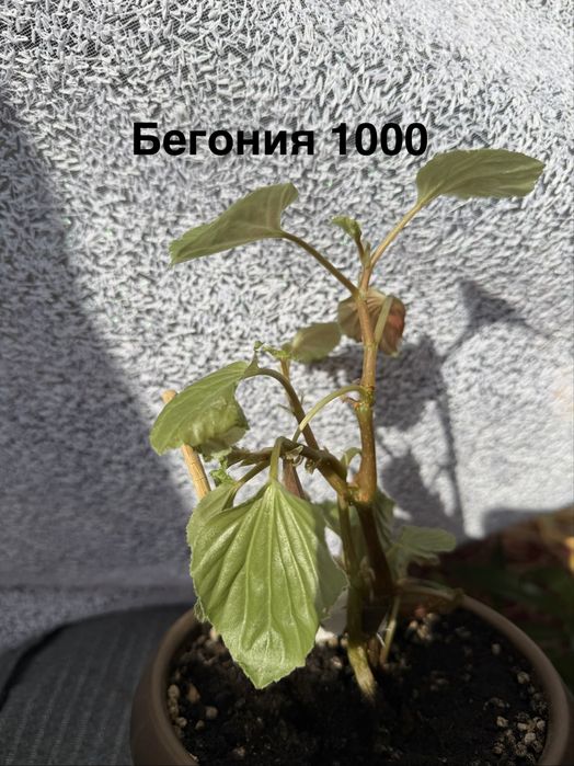 Комнатные цветы от 200 тенге