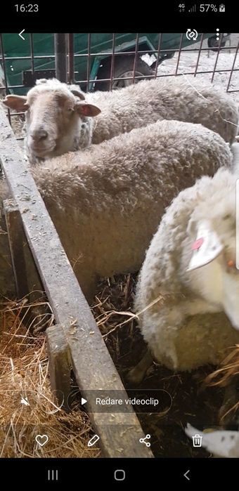 4 oi schimba stăpînul