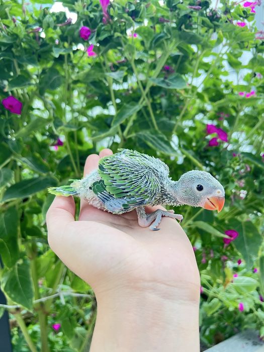 Ajrella Polaponlari sotiladi