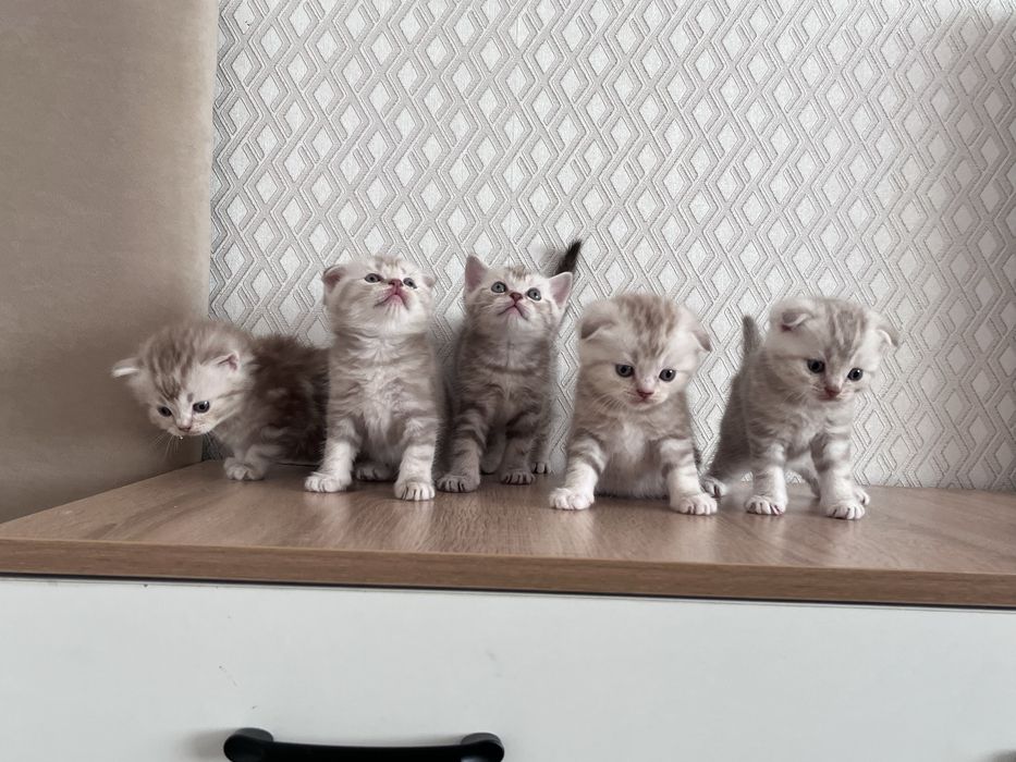 Котята Шотландцы мальчики 45.000