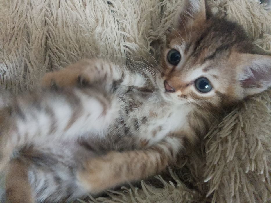 Отдам котят Сатпаев