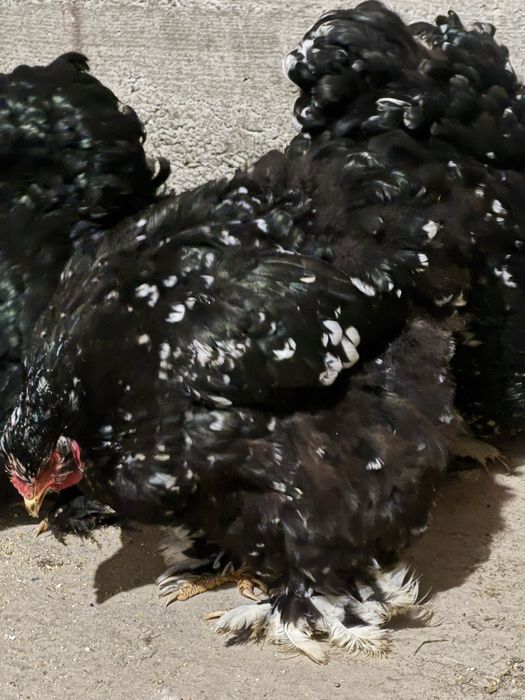 Cochinchina uriaș BHP