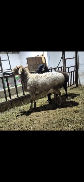 Арашан қойлар - Арашаны овцематки