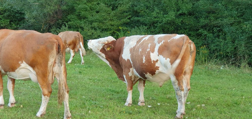 Vând taur bălțat linie carne cu certificat de origine