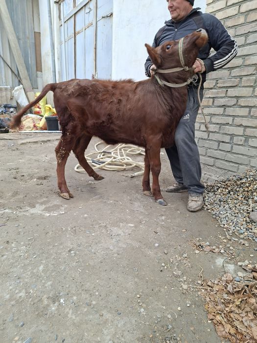 Гуножин ёш хурон месни молча