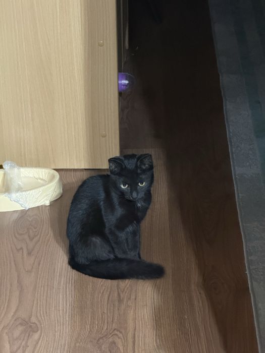 Котенок мальчик в добрые руки