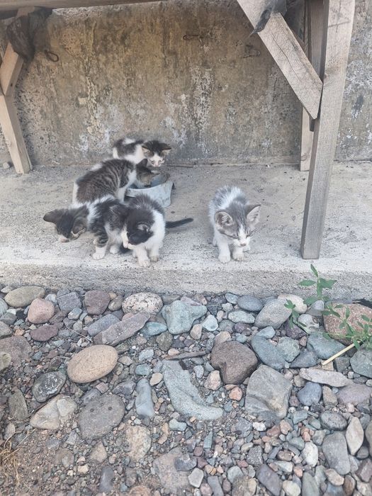 Котята отдам даром