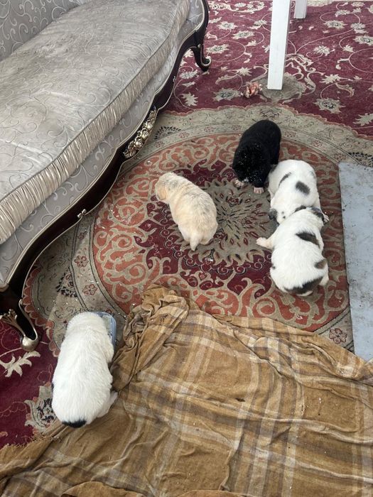 Продаем щенков (Алабай)