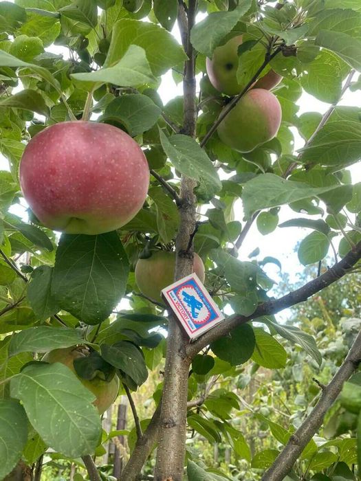 Продам яблони_Местные. Яблоки крупные.