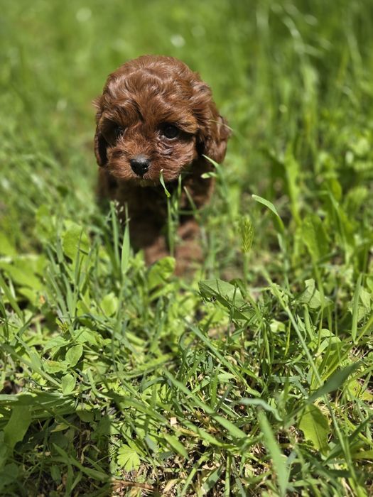 Резервирано! Кавапу момиче/Cavapoo