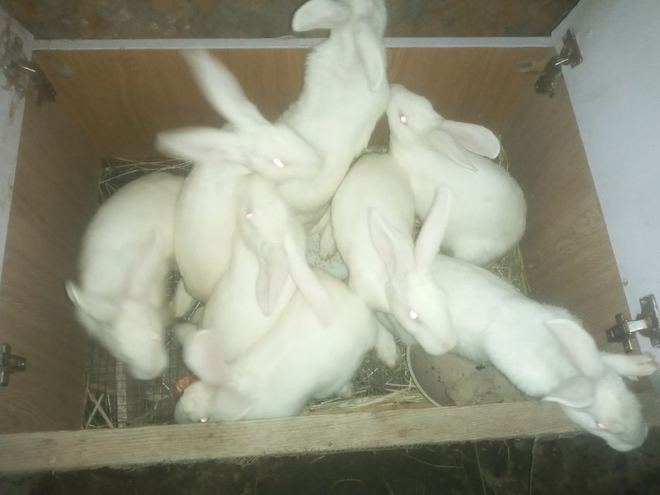 Hikol quyon 8ta urgochi 1 erkak bonus