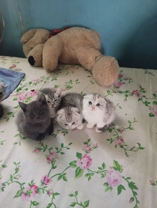 Шотландский вислоухий