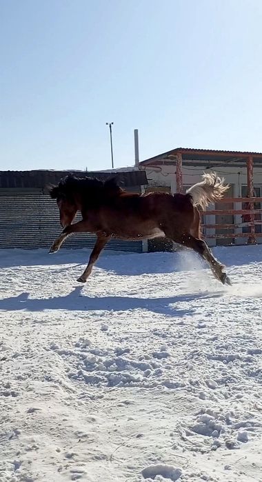 Продам бие породы першерон.