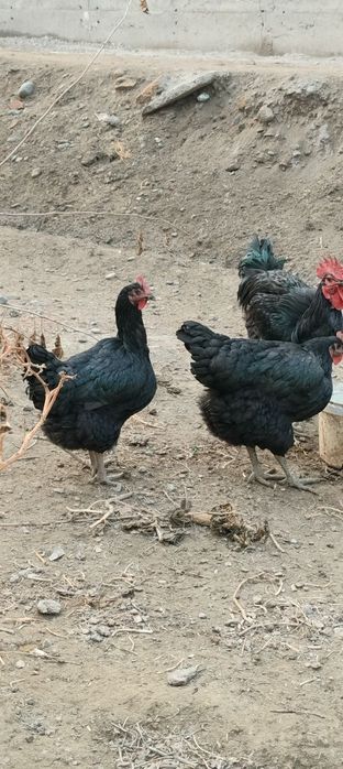 Кора шахзода гегант