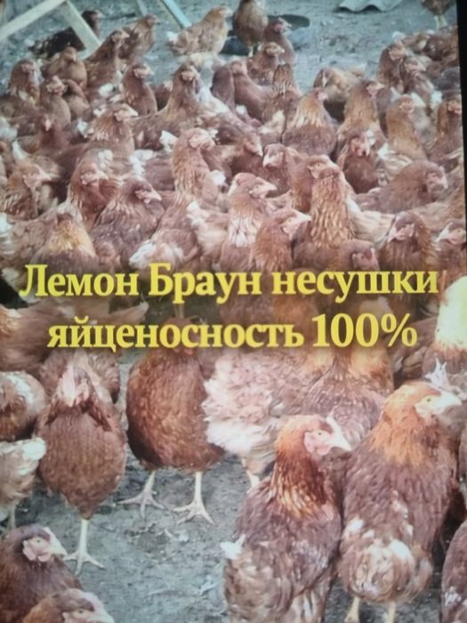 Куры несушки хорошие