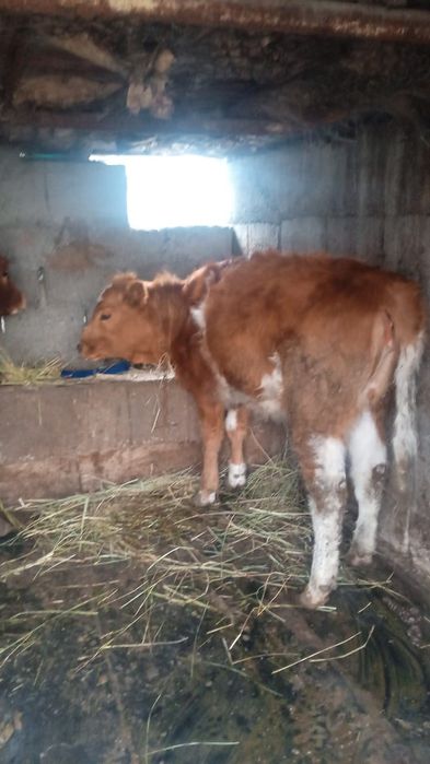 Продам тёлочек здоровые