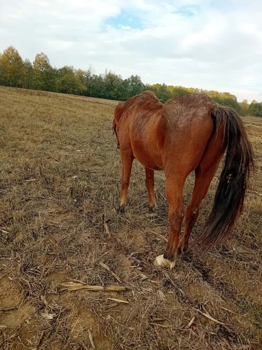 De vanzare cal castrat