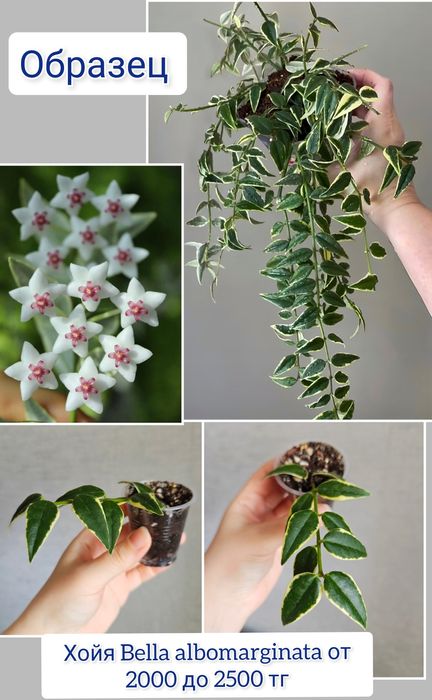 Хойя комнатные цветы