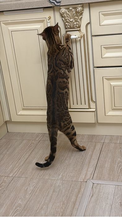 Продам кота бенгал