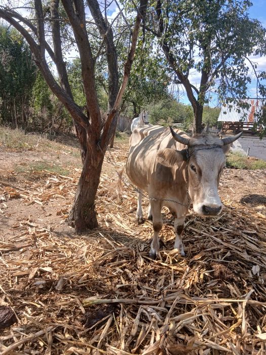 Vaca de  vanzare