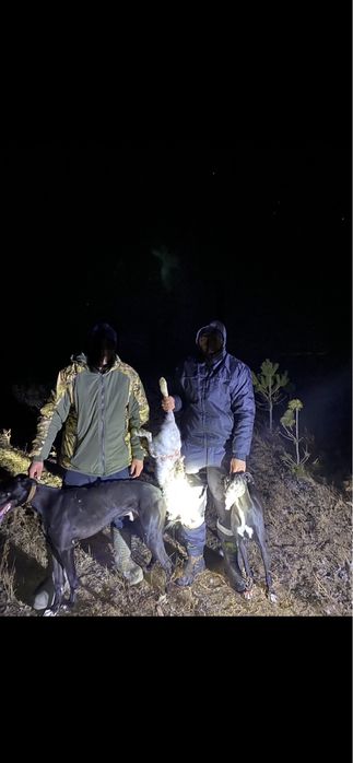 Грейхаунд самка рабочая