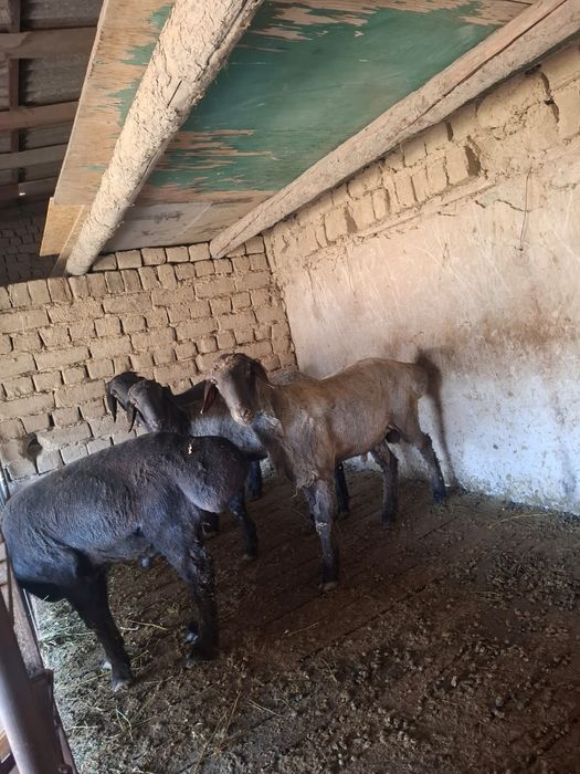 ҚОЙ САТЫЛАДЫ тез арада