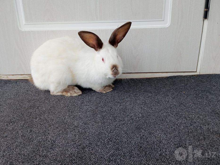 Quyon oq Kaliforniya 1 yosh erkak narxini kelishamz