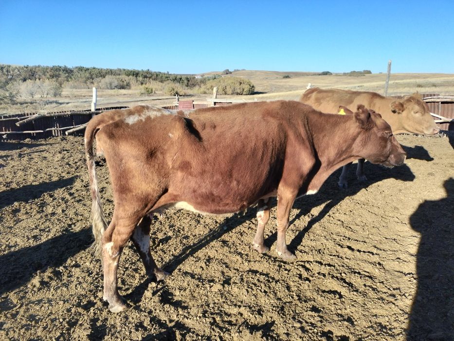 Артынан ауызша секс