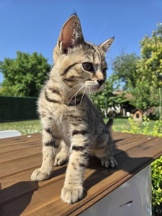 Британски котенца