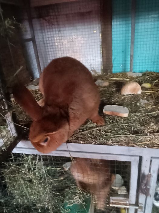 Femela neozeelandez roșu