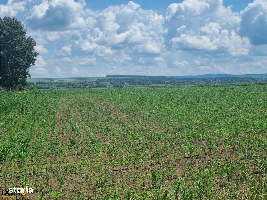 Teren Saucesti Rezervat  2.75 Ha