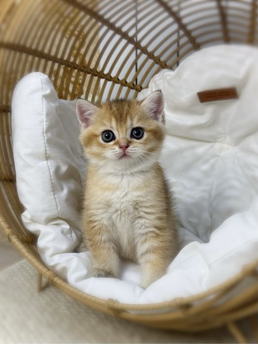 Котенок золотая шиншилла