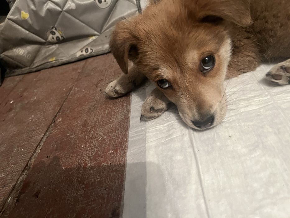 Щенок ищет самых заботливых хозяев на свеье