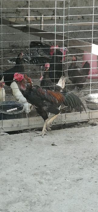 Zotli xo'roz-kulangi jangari