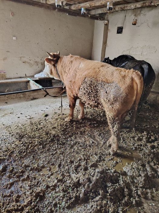 Buqa sotiladi sog'lom xo'ron uyni moli