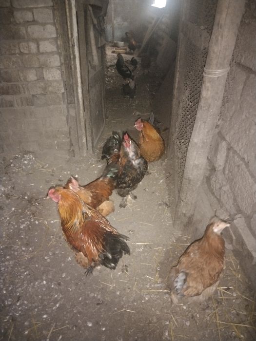 Продам.  Петухов