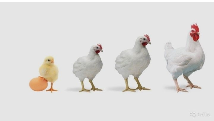 Цыплята бройлер несушка