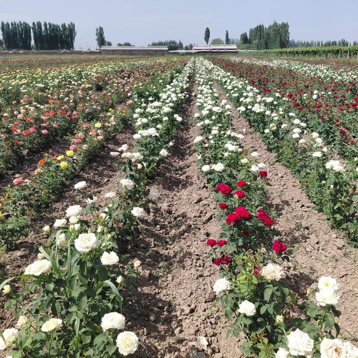 Розы  саженцы оптом